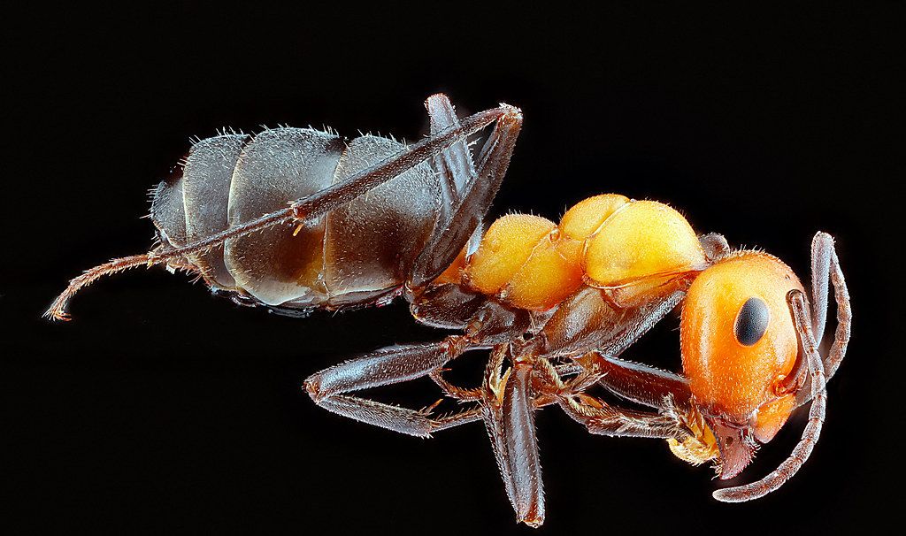 Ant Control service in Mission Viejo, CA