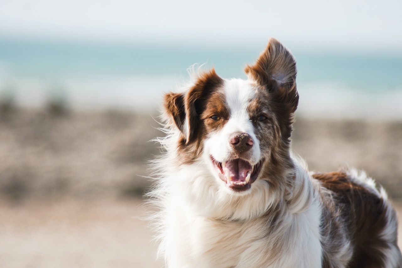 Flea & Tick Control service in Mission Viejo, CA