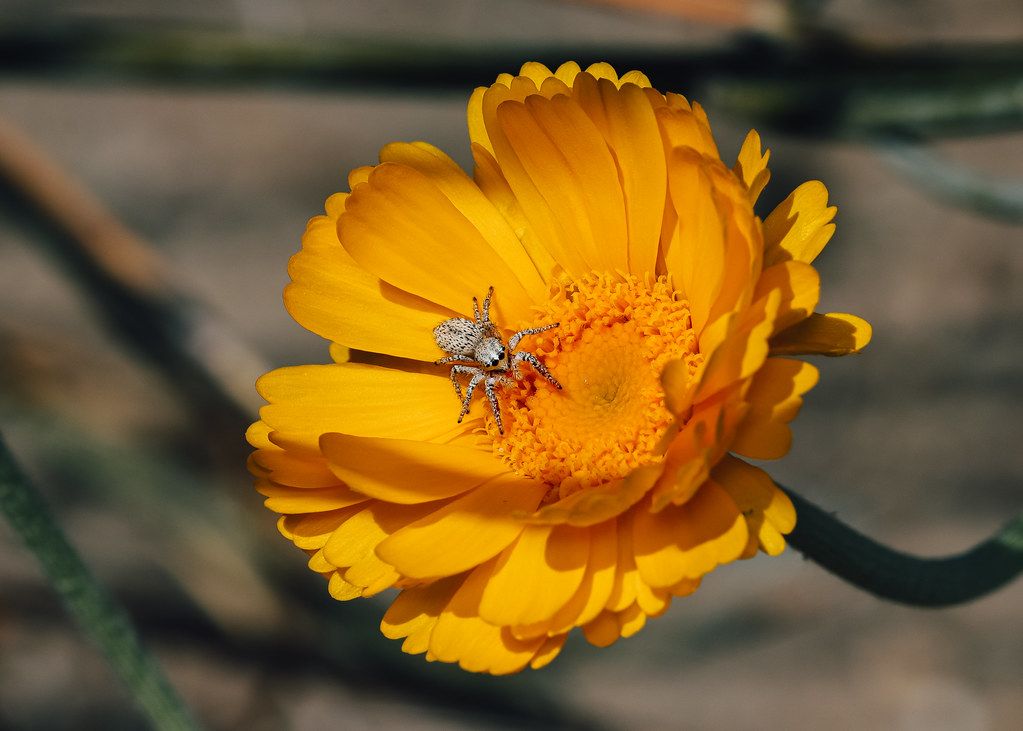 Spider Control service in Mission Viejo, CA